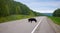 Black Bear Crossing the ALCAN Highway