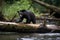 Black Bear Crossing A River On A Fallen Tree. Generative AI