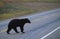 Black bear crossing road