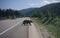 Black bear crossing road