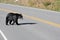 Black bear crossing road at Yellowstone National Park