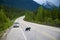 A black Bear crossing the Trans-Canadian Highway near Banff