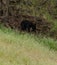 Black Bear Cub Crawls Long Edge of Field