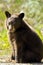 Black Bear Cub sitting in grass, portrait Ursus Americanus