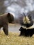 Black Bear Cub and Striped Skunk - motion blur