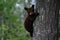 Black bear cub tree