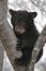 Black Bear Cub in Tree