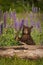 Black Bear Cub Ursus americanus Holds Stalk of Lupine