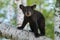 Black Bear Cub (Ursus americanus) Looks Out from Branch