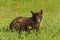 Black Bear Cub Ursus americanus Looks Out From Grass with Prairie Fire Flowers Summer