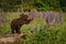 Black Bear Cub Ursus americanus Paws at Lupine Summer