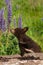 Black Bear Cub Ursus americanus Reachs Out to Lupine Summer