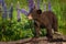 Black Bear Cub Ursus americanus Stands On Log With Lupine Summer