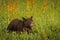 Black Bear Cub Ursus americanus Strides Right Summer