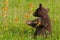 Black Bear Cub Ursus americanus Turns Back to Sniff Prairie Fire Flower Summer