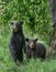 Black bear cubs