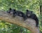 Black bear cubs in a tree