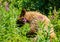 Black Bear Dives into Geranium Flowers Looking for Food