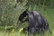 Black bear eating buffalo berries