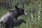 Black bear eating buffalo berries