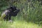 Black bear eating buffalo berries