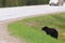 Black bear eating dandelions, Canadian Rocky Mountains, Canada