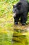 Black Bear Fishing, British Columbia, Canada