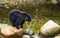 Black Bear Fishing in River, British Columbia, Canada