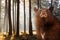 Black Bear in Forest at Sunrise