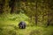 Black Bear in forests of Banff and Jasper National Park, Canada