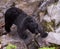 Black bear with a fresh salmon catch