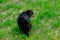 A black bear in the grass with dandelions, trees in the background, Manningpark, Canada