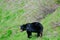 A black bear in the grass with dandelions, trees in the background, Manningpark, Canada