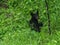 A black bear in the Great Smoky Mountains