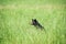 Black Bear Hiding In Tall Grass With Copy Space