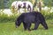 A Black Bear and horses co-exist in Cades Cove.