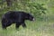 Black bear hunting for berries