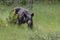 Black bear hunting for berries