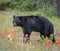 Black bear in Jasper National Park