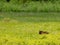 Black Bear Looks Out Over Flower Filled Meadow