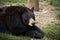 Black Bear Lounging