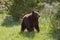 Black Bear in meadow