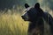 Black bear in a meadow of tall grass in a serene forest landscape, ai-generated