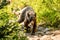 Black Bear Meanders Down Over Grown Trail In Grand Teton