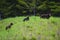 Black Bear Mother and Two Cubs