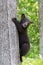 Black bear not sure how to climb down