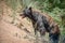 Black Bear Open Mouth on Mountainside Colorado