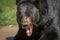 Black bear posing for a close-up