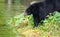 Black Bear in river,Vancouver Island, Canada