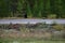 Black Bear on the road in the Provincial Park.